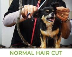 Normal Haircut