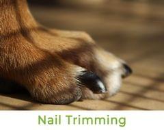 Nail Trimming