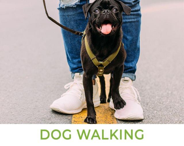 Dog Walking