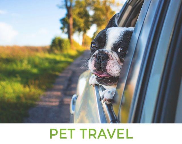 Pet Travel